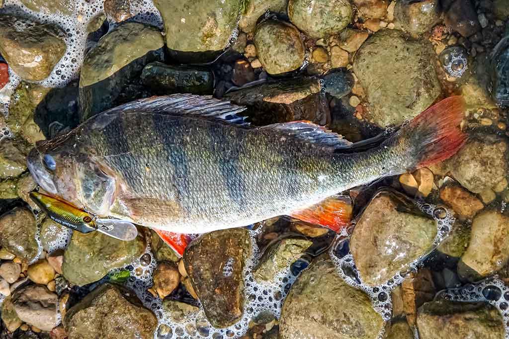 Tvičingavimas iš valties – mano mėgstami vobleriai Tvičingavimas iš valties – mano mėgstami vobleriai