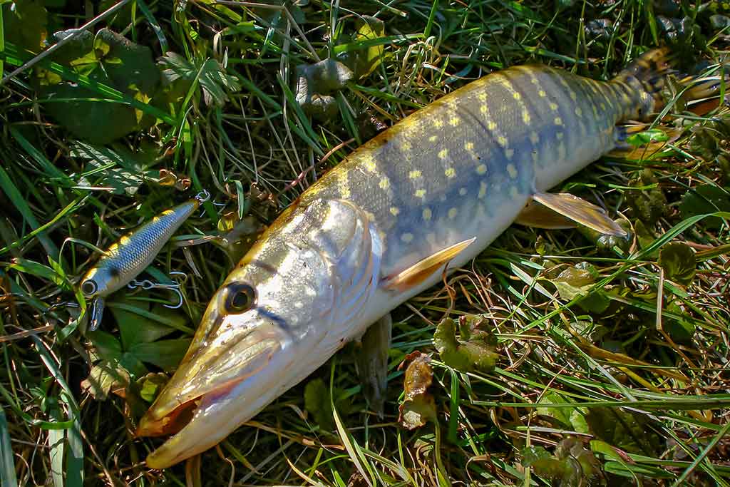 Šiek tiek minčių apie voblerius ir jų pravedimo techniką