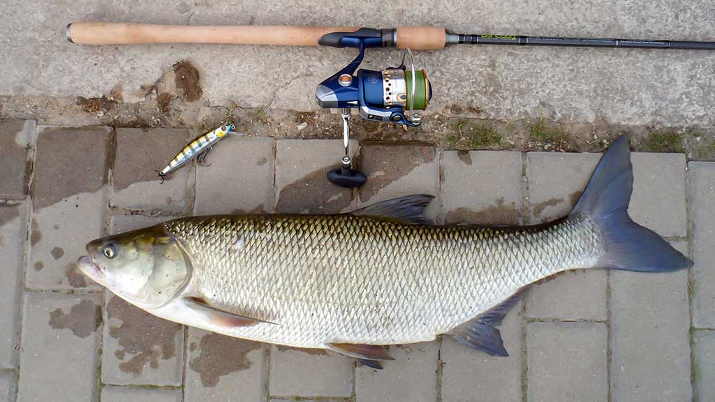 Ar salatis – konservatyvi žuvis? Antra dalis Ar salatis – konservatyvi žuvis? Antra dalis