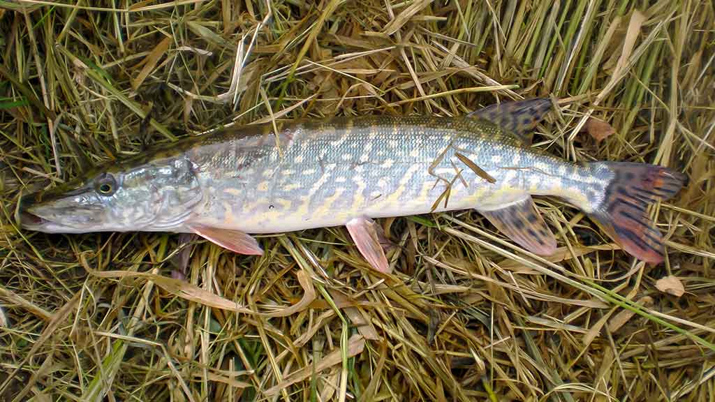 Dviejų uodegėlių fenomenas. Antra dalis