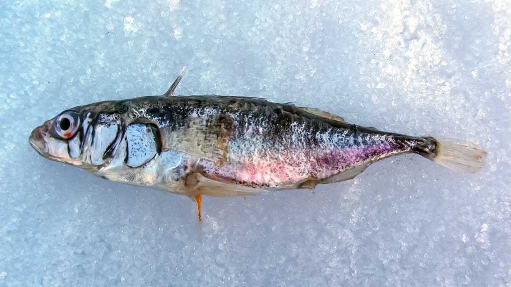 „Sunkūs“ vandens telkiniai „Sunkūs“ vandens telkiniai