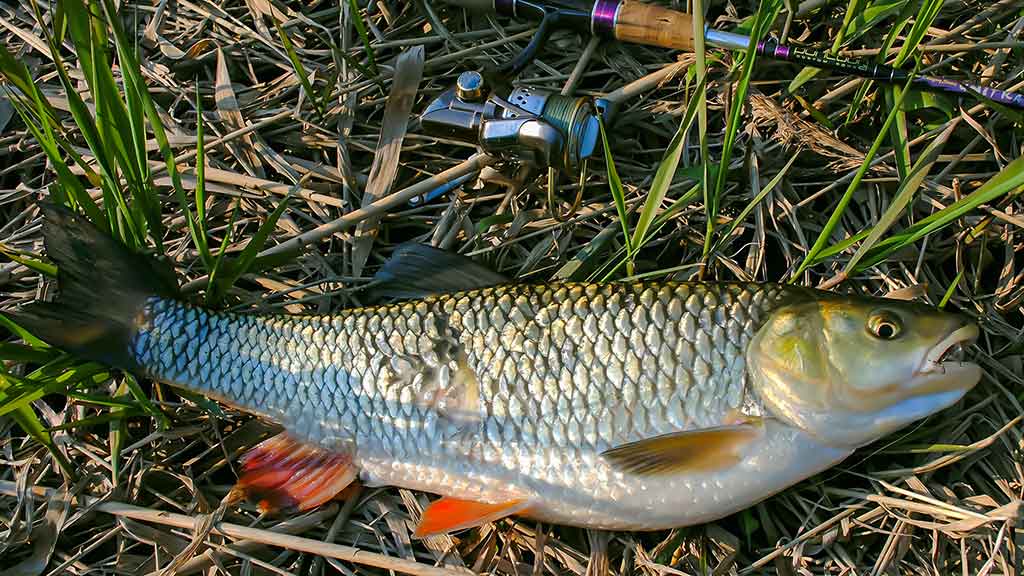 Tiny – kryptis į srovės širdį. Pirma dalis Tiny – kryptis į srovės širdį. Pirma dalis