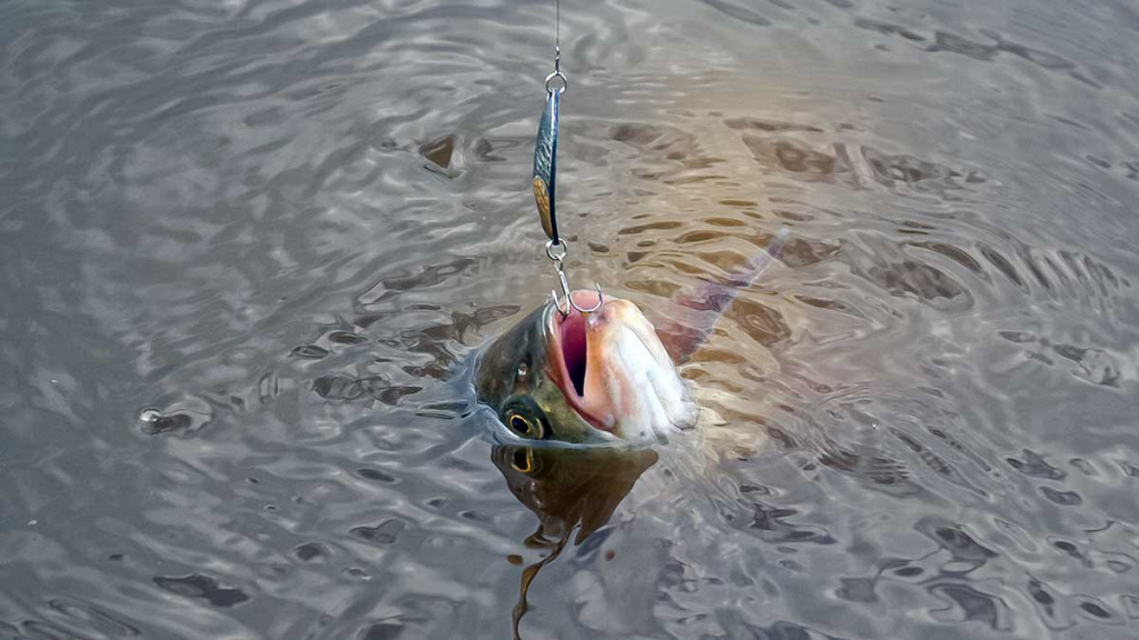 Ar salatis – konservatyvi žuvis? Pirma dalis Ar salatis – konservatyvi žuvis? Pirma dalis