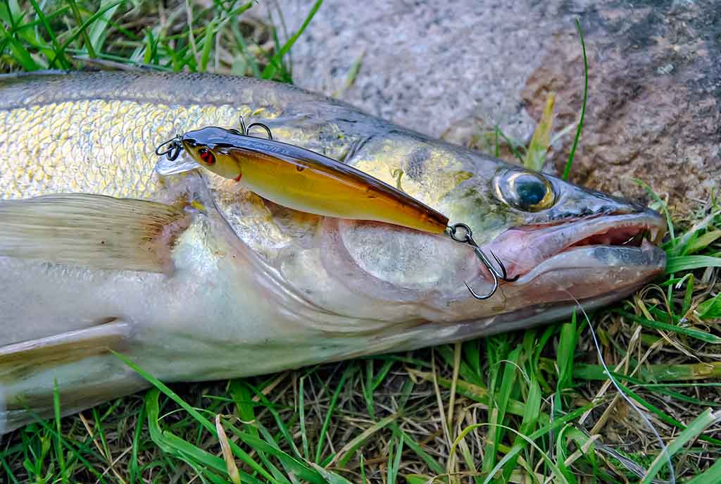Sterkai ir vobleriai Sterkai ir vobleriai