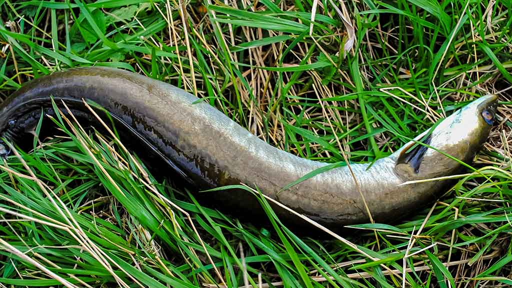 „Balta“ žuvis juodą naktį. Pirma dalis „Balta“ žuvis juodą naktį. Pirma dalis