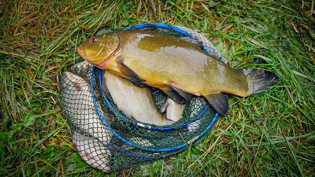 Brėkštančio ryto žuvys. Pirma dalis Brėkštančio ryto žuvys. Pirma dalis