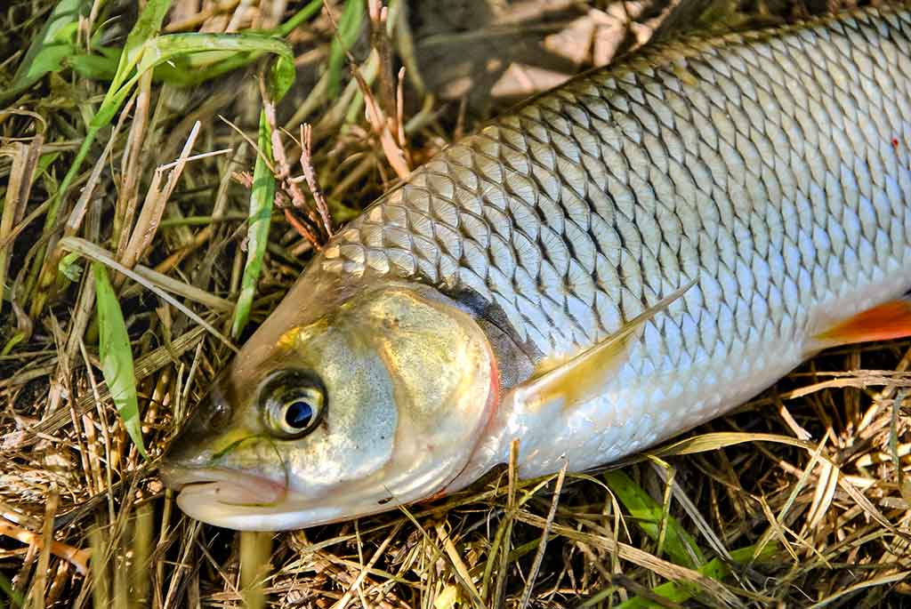 Tarp spiningo ir muselinės Tarp spiningo ir muselinės