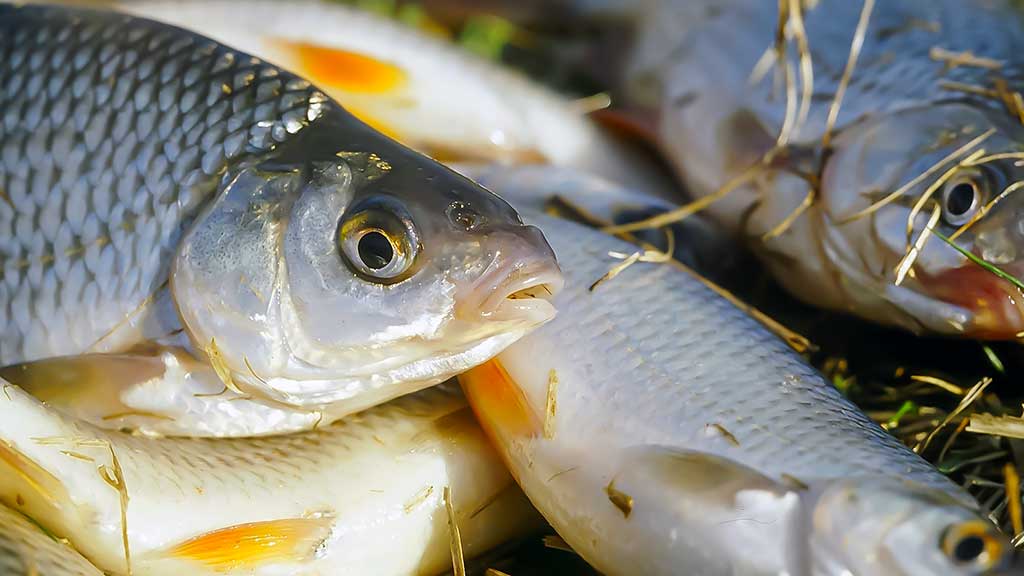 Sudužę margučiai arba kaip Dievas juokiasi Sudužę margučiai arba kaip Dievas juokiasi