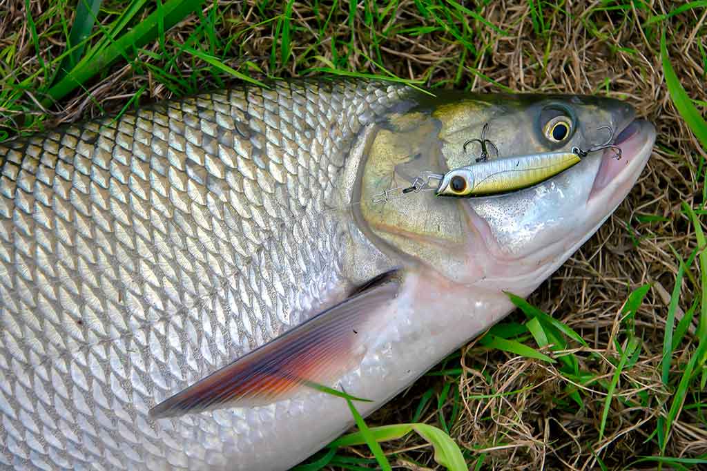 Salačių žūklė indėnų stiliumi Salačių žūklė indėnų stiliumi