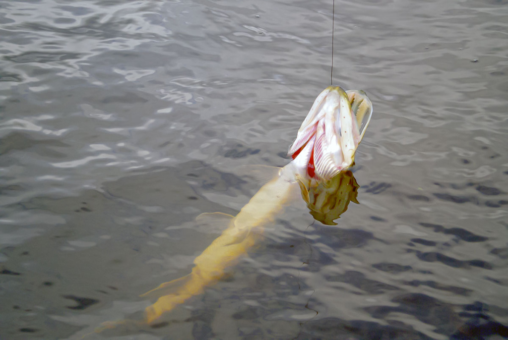 Nutrinkime sterkui nugarą. Antra dalis
