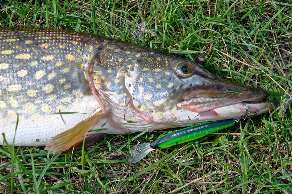 Sprunkančios žuvelės iliuzija Sprunkančios žuvelės iliuzija