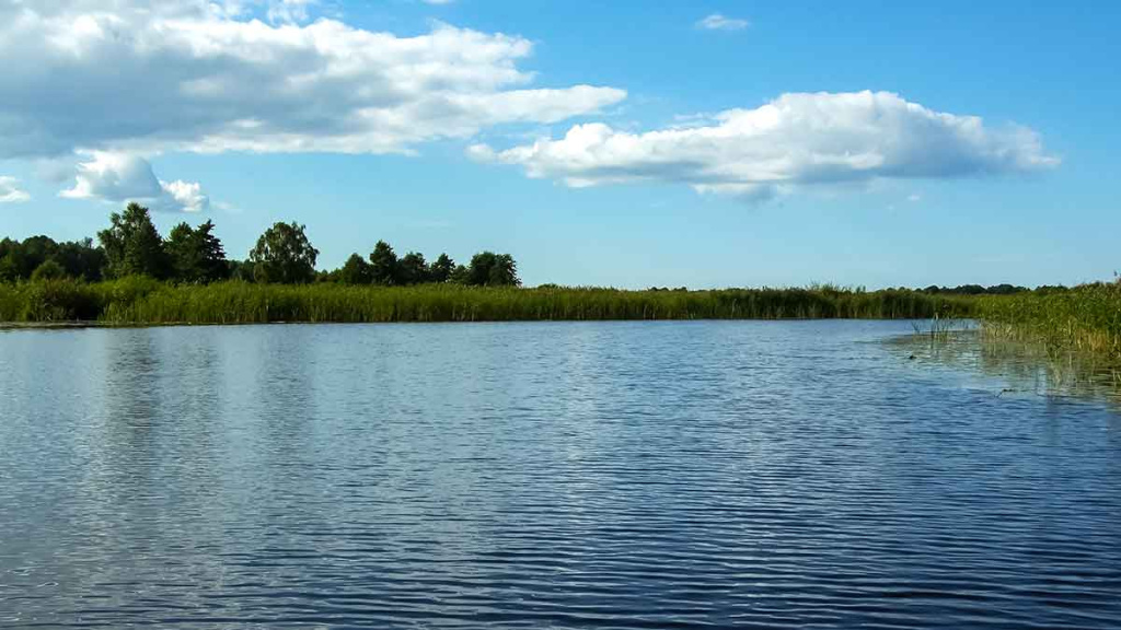 Tvičingas Nemuno žemupyje ir deltoje Tvičingas Nemuno žemupyje ir deltoje