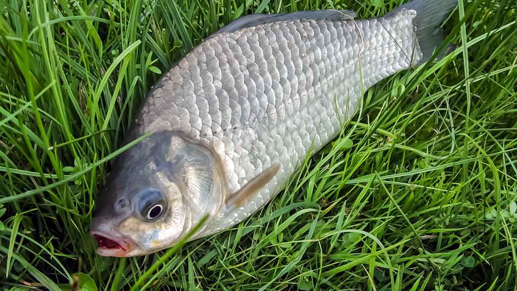 Ramiuose, žolėtuose vandenyse su dugnine Ramiuose, žolėtuose vandenyse su dugnine