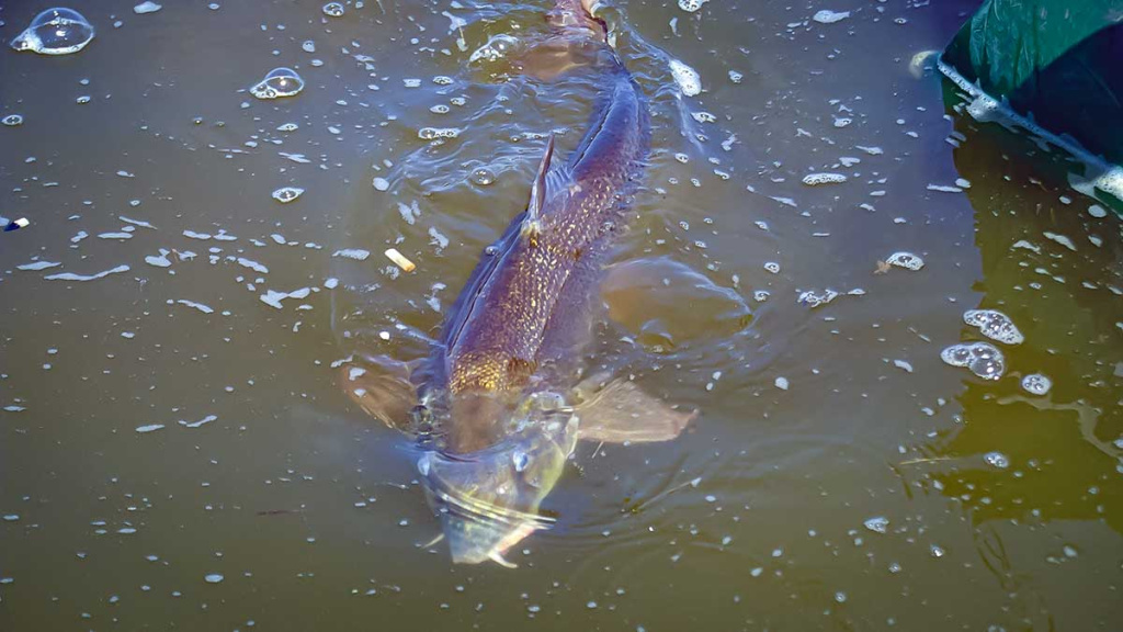 Ūsoriaus žūklė iš valties Ūsoriaus žūklė iš valties