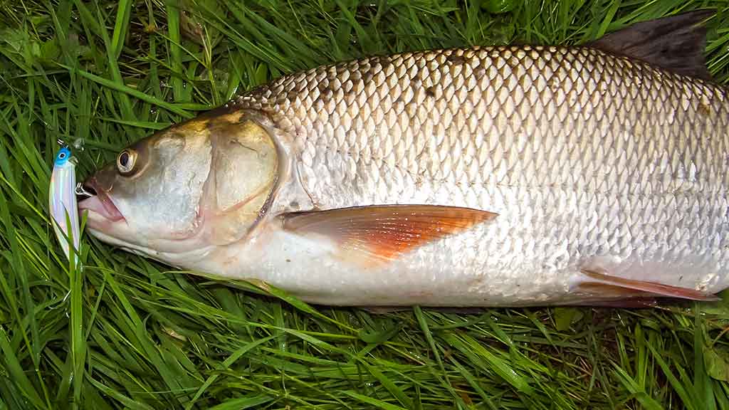 Salačiai ir vobleriai: masalų – daug, o gerų – tik keletas