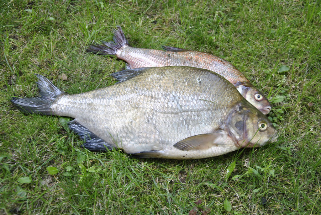 Trotingas: dreifuojanti pasroviui plūdė