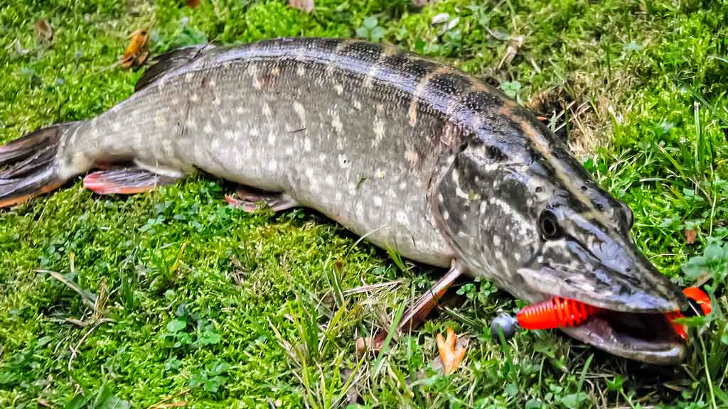 Tvisteris – ne toks paprastas, kaip atrodo Tvisteris – ne toks paprastas, kaip atrodo