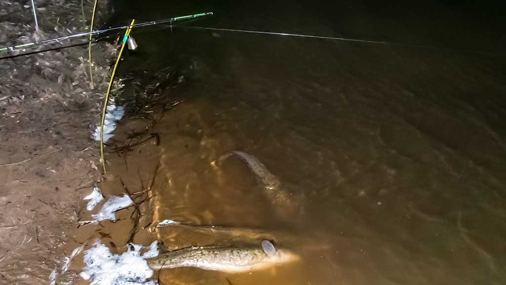 Nevyniojant į vatą apie vėgėlių žūklę. Žūklavietės