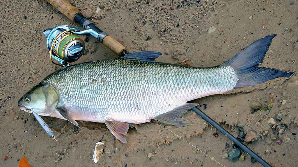 Švyst! Ir nuskrido... Antra dalis