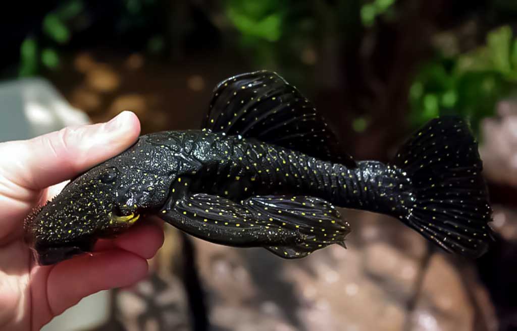 Šarvuotasis šamas - Hopliancistrus wolverine