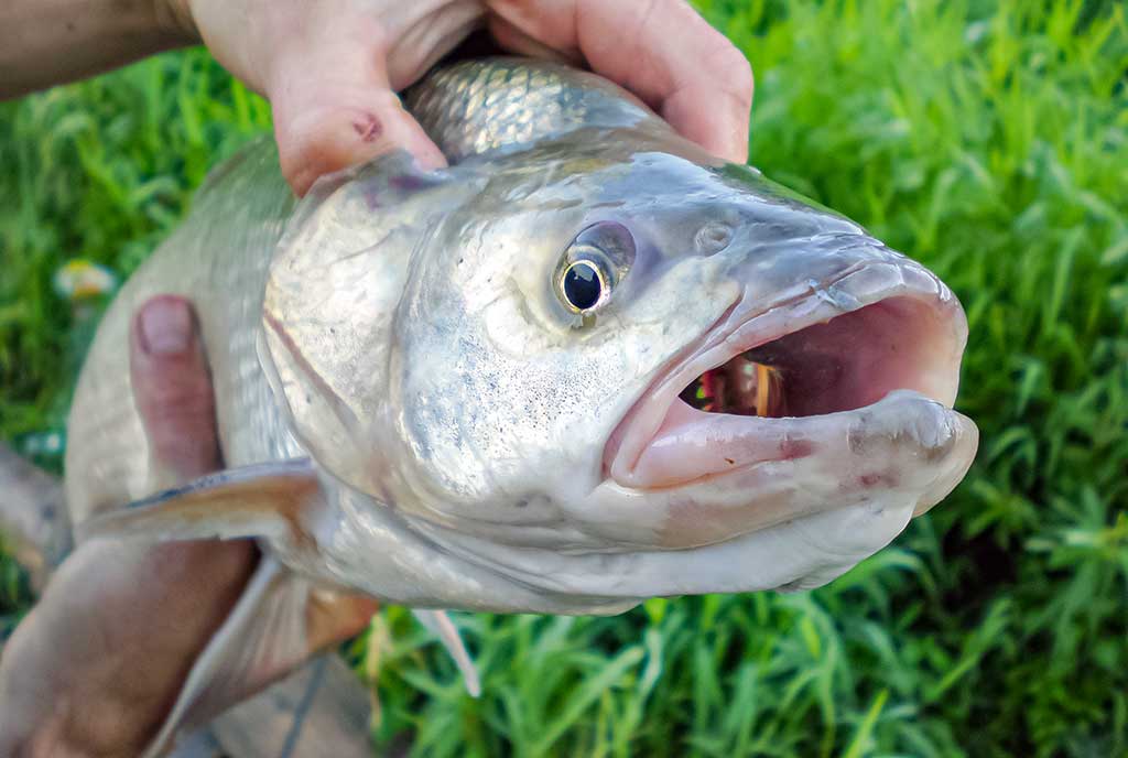 Ne tik salatiniai delikatesai. Pirma dalis Ne tik salatiniai delikatesai. Pirma dalis