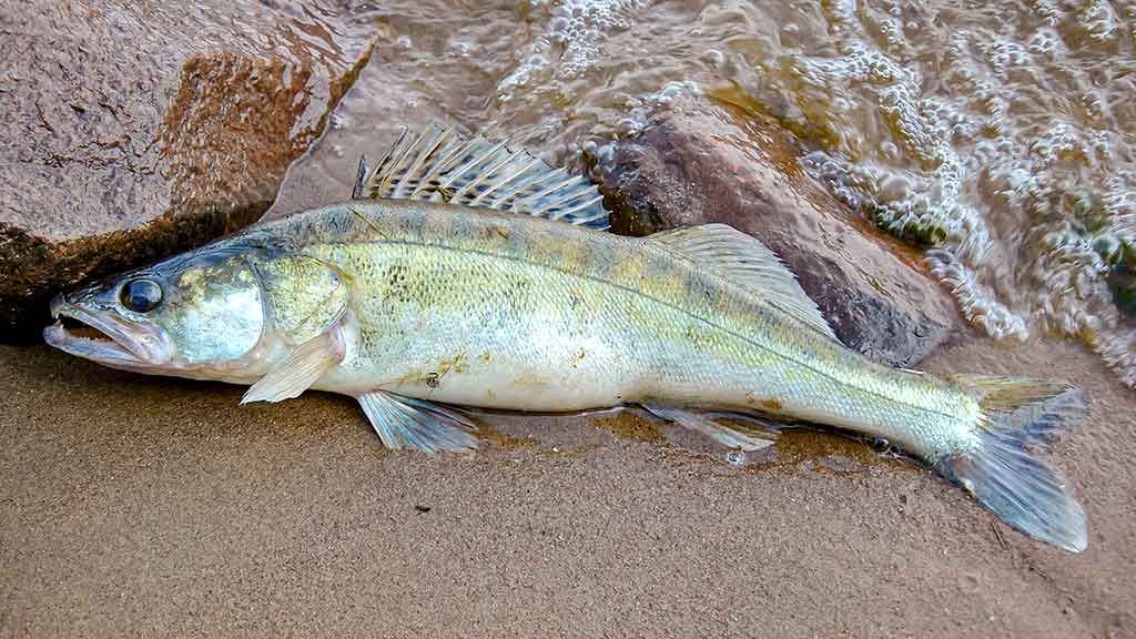 Trys labai panašūs