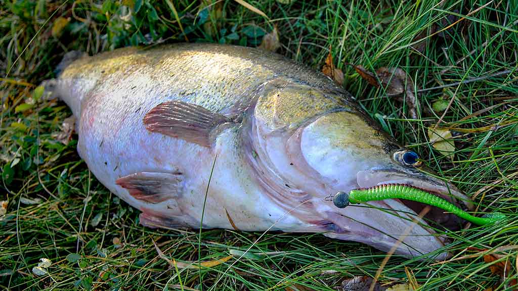 Sterką – guminuku. Spiningavimo subtilybės