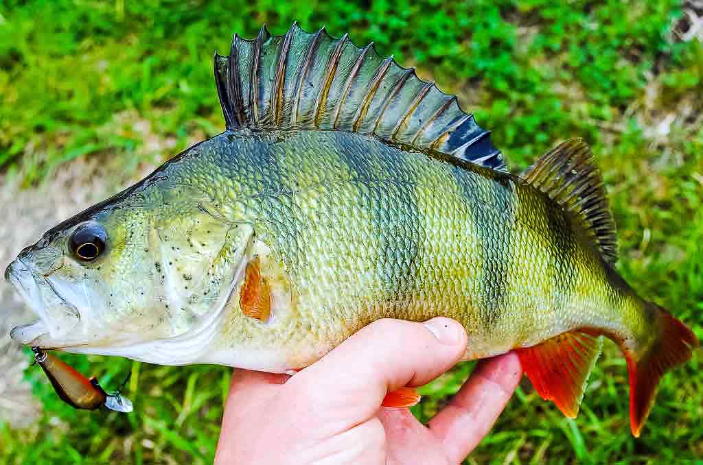 Kuo krepšinis panašus į žvejybą Kuo krepšinis panašus į žvejybą