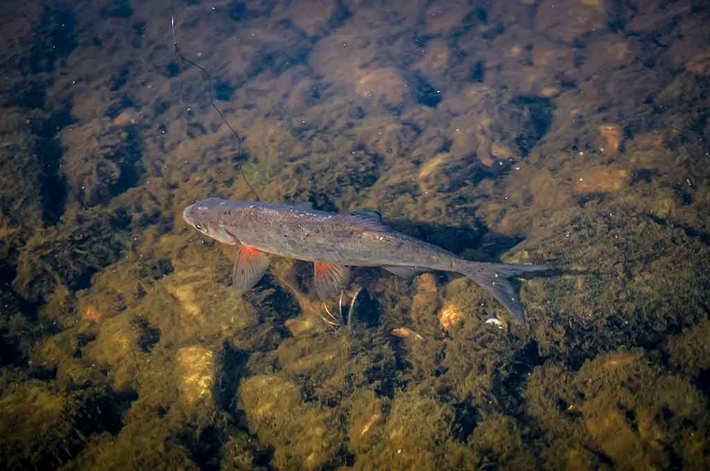 Didžiųjų upių plakiai. Trečia dalis