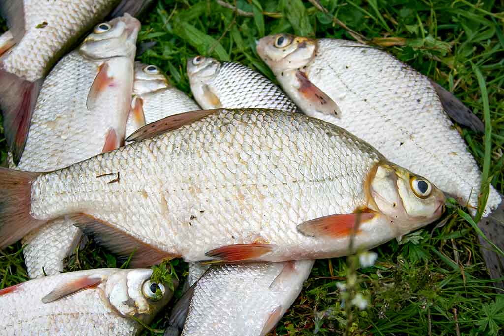 Didžiųjų upių plakiai. Trečia dalis