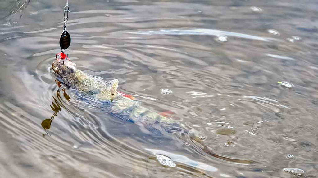 Nemuno įlankos. Kai žuvys kimba „urmu“ Nemuno įlankos. Kai žuvys kimba „urmu“