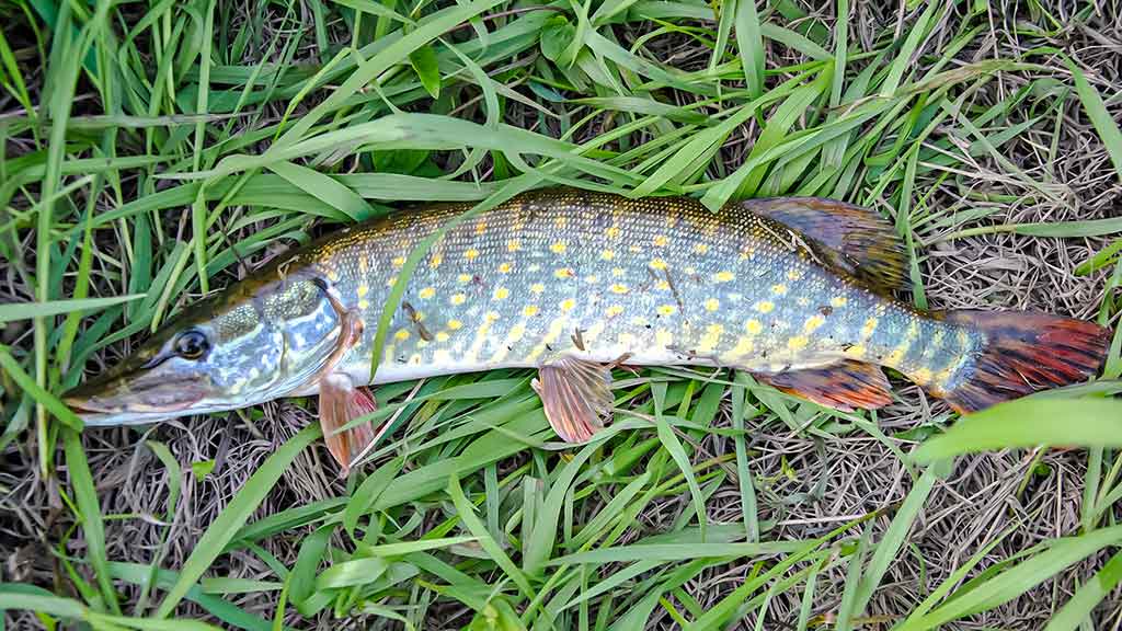 Kaip suvilioti žolėse tūnančią lydeką Kaip suvilioti žolėse tūnančią lydeką
