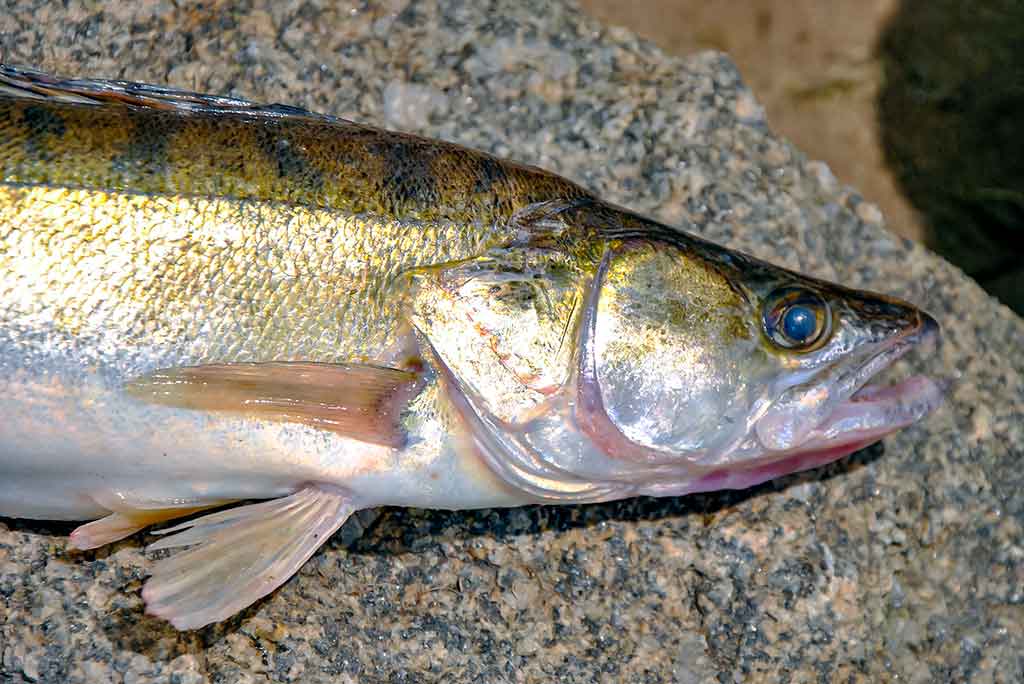 Trys labai panašūs