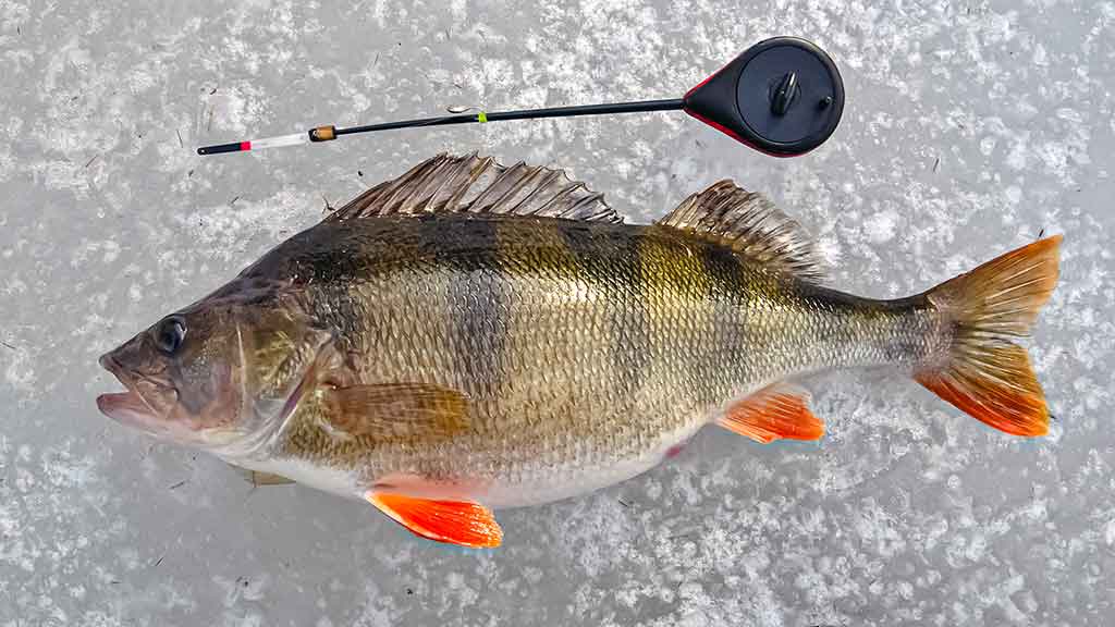 Kaip paruošti meškerę poledinei žūklei