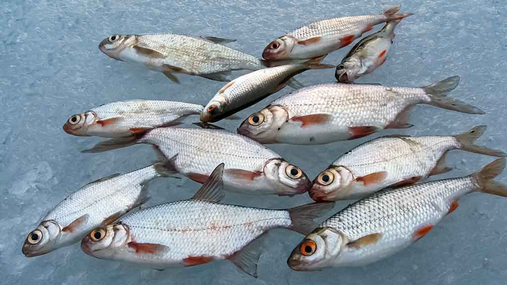 Kur po iš po ledo kimba pačios įvairiausios žuvys