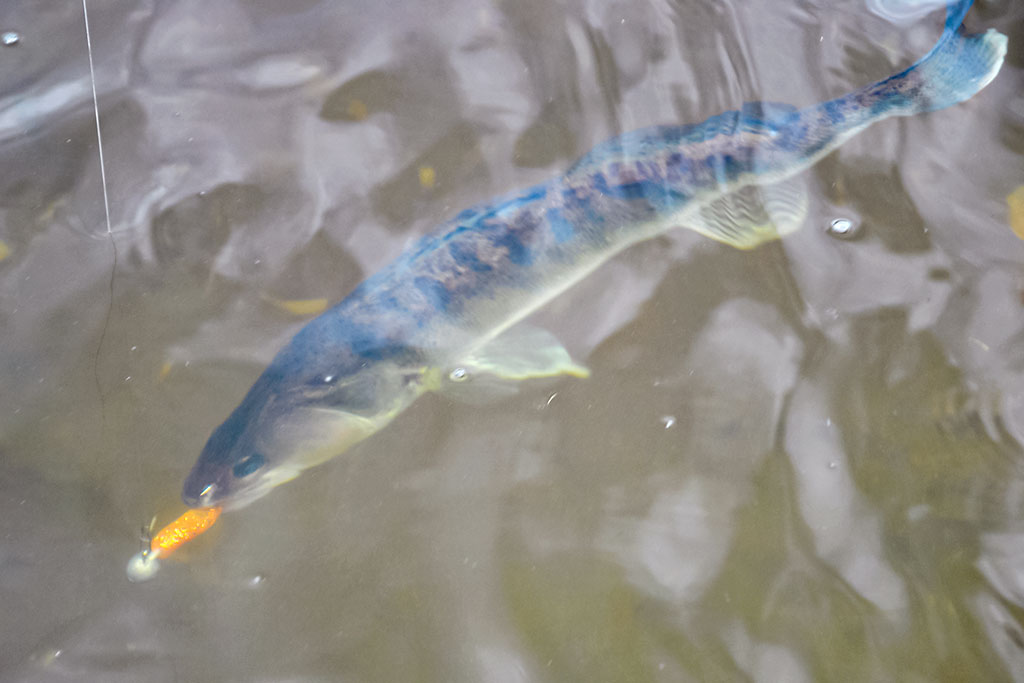 Sėkmingi žingsniai gaudant sterką