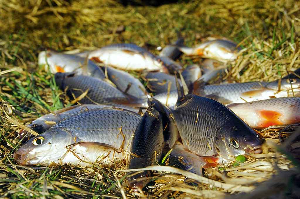 Kuoja, kuriai reikia tvirto pavadėlio