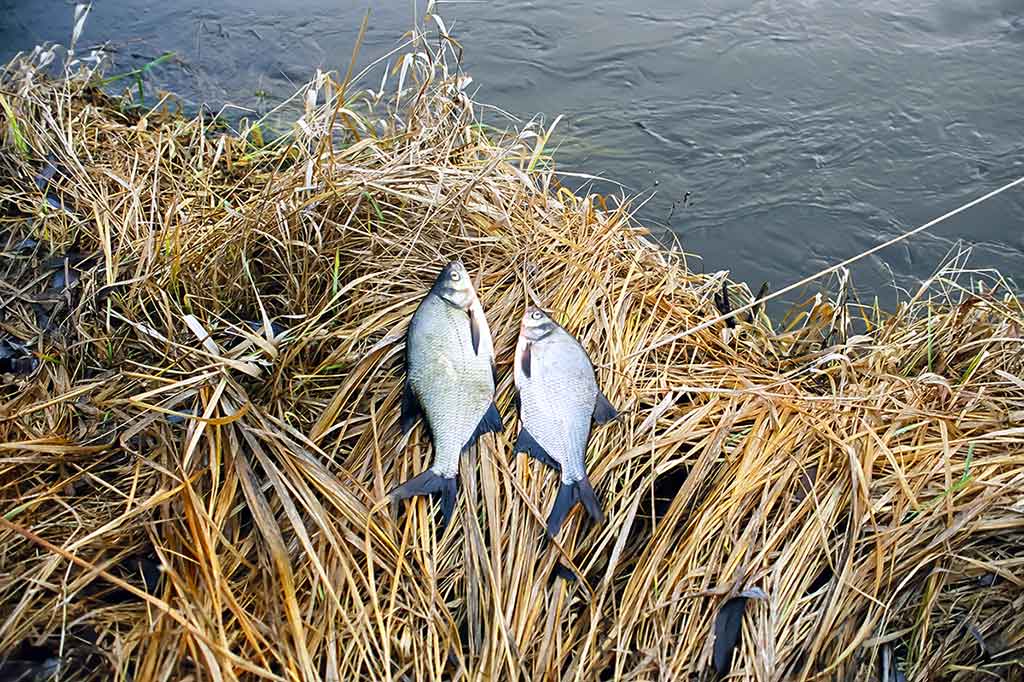 Pirma žuvis, kurią pagausiu