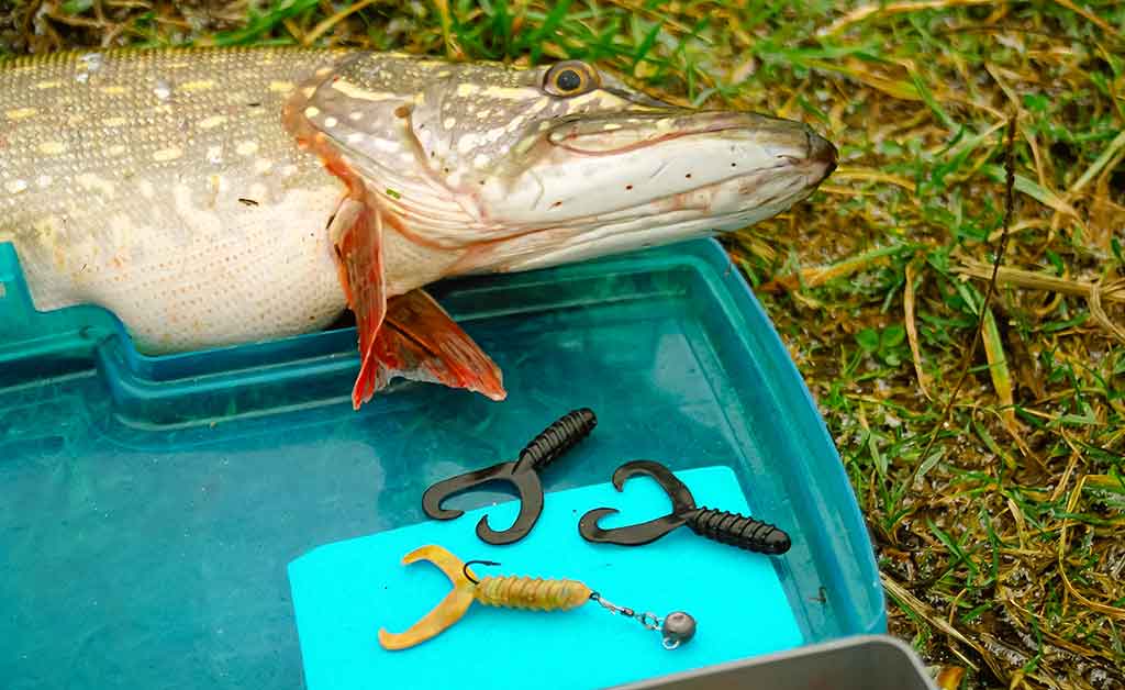 Dviejų uodegėlių fenomenas. Trečia dalis Dviejų uodegėlių fenomenas. Trečia dalis