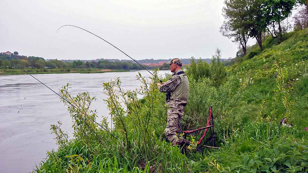 Žiobriai kimba penktadieniais vakare. Ar žiobriai turi sparnus?