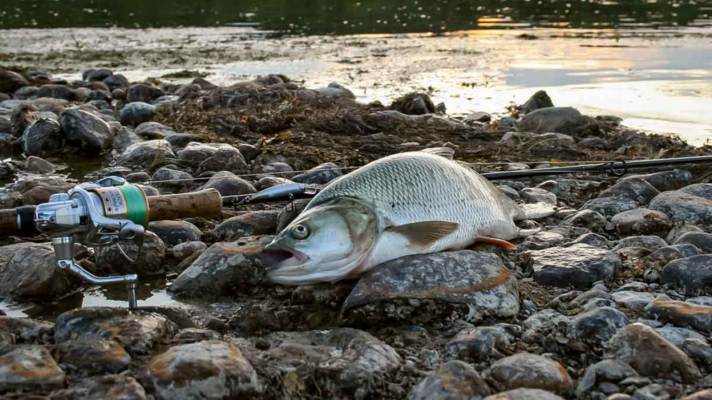 Plėšrūnai naktį nemiega. Antra dalis Plėšrūnai naktį nemiega. Antra dalis