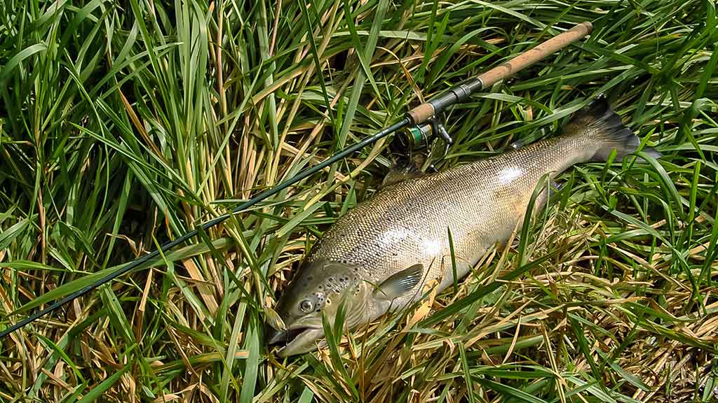 Kur, kaip ir kuo gaudome lašišas bei šlakius. II dalis Kur, kaip ir kuo gaudome lašišas bei šlakius. II dalis