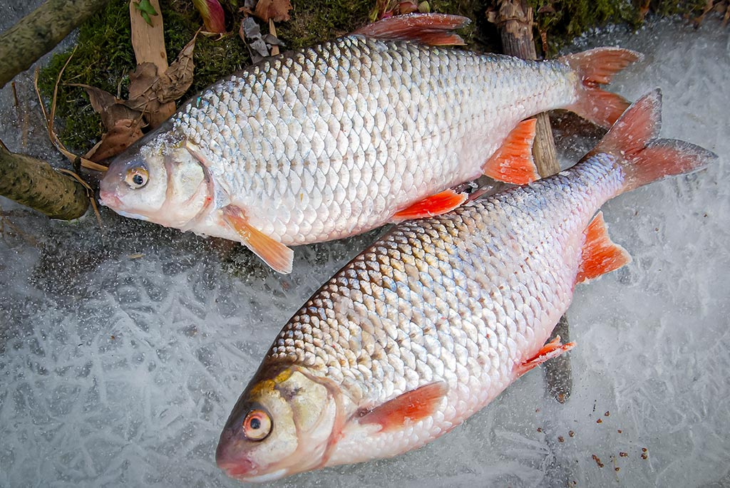 Sidabrinis blyksnis po pirmu ledu. Antra dalis