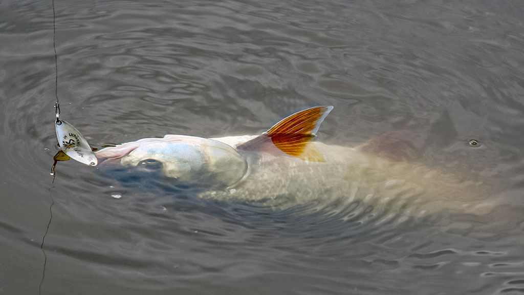 Salatis iš upės vidurio. Antra dalis Salatis iš upės vidurio. Antra dalis