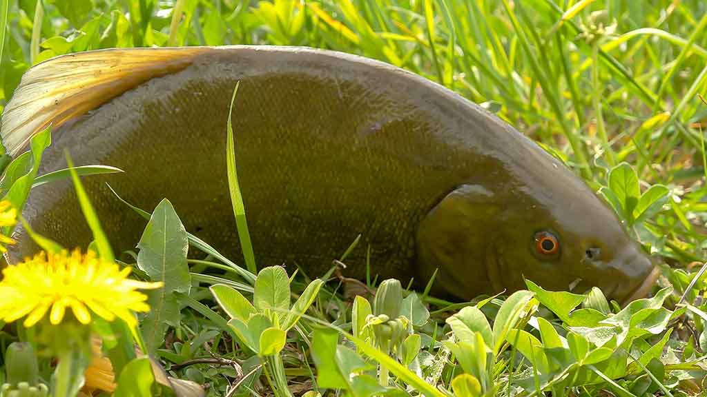 Sugrįžimas, kur giedra, šilta ir žalia