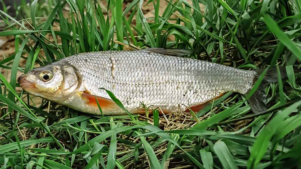 Pirmi ir paskutiniai Dubysos žiobriai. Pirma dalis