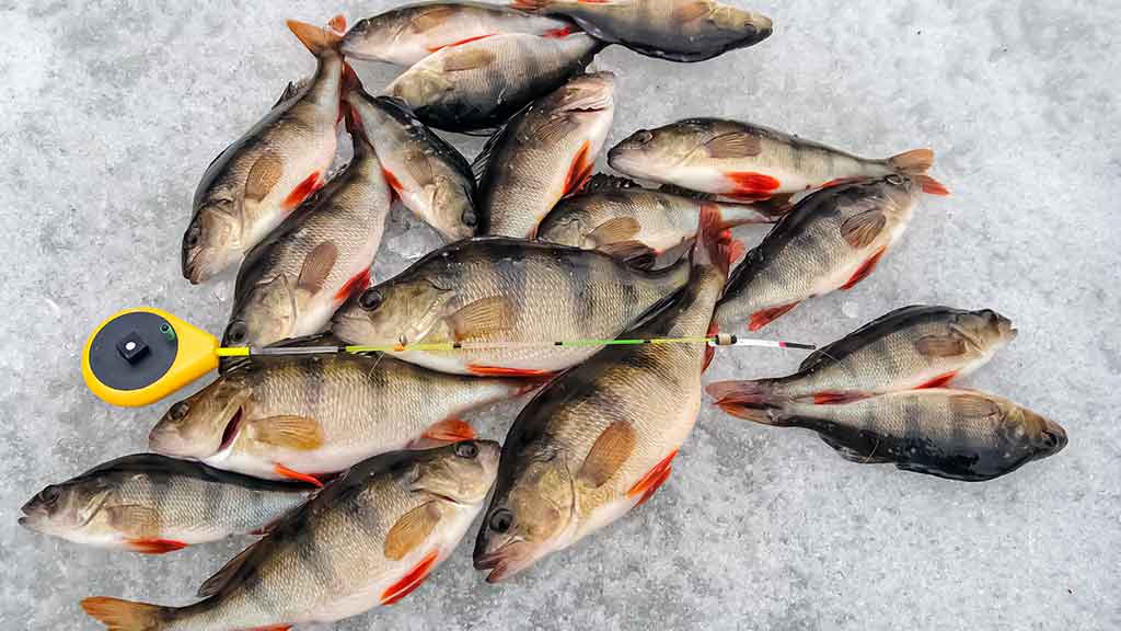 Kaip paruošti meškerę poledinei žūklei