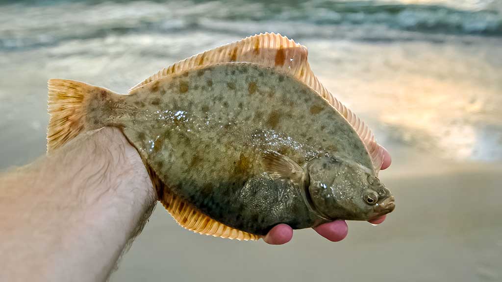 Žūklė dugnine Baltijos priekrantėje. Žuvys, masalai Žūklė dugnine Baltijos priekrantėje. Žuvys, masalai