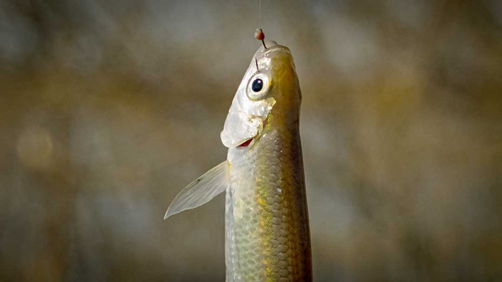 Kuo skiriasi plonas ir storas valas