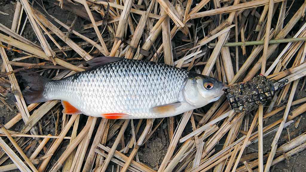 „Balta“ žuvis juodą naktį. Pirma dalis „Balta“ žuvis juodą naktį. Pirma dalis